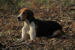 Hound Portraits by Betty Fold Gallery